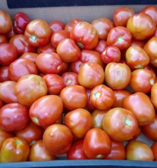 Pomidory gruntowe lima, przecier
